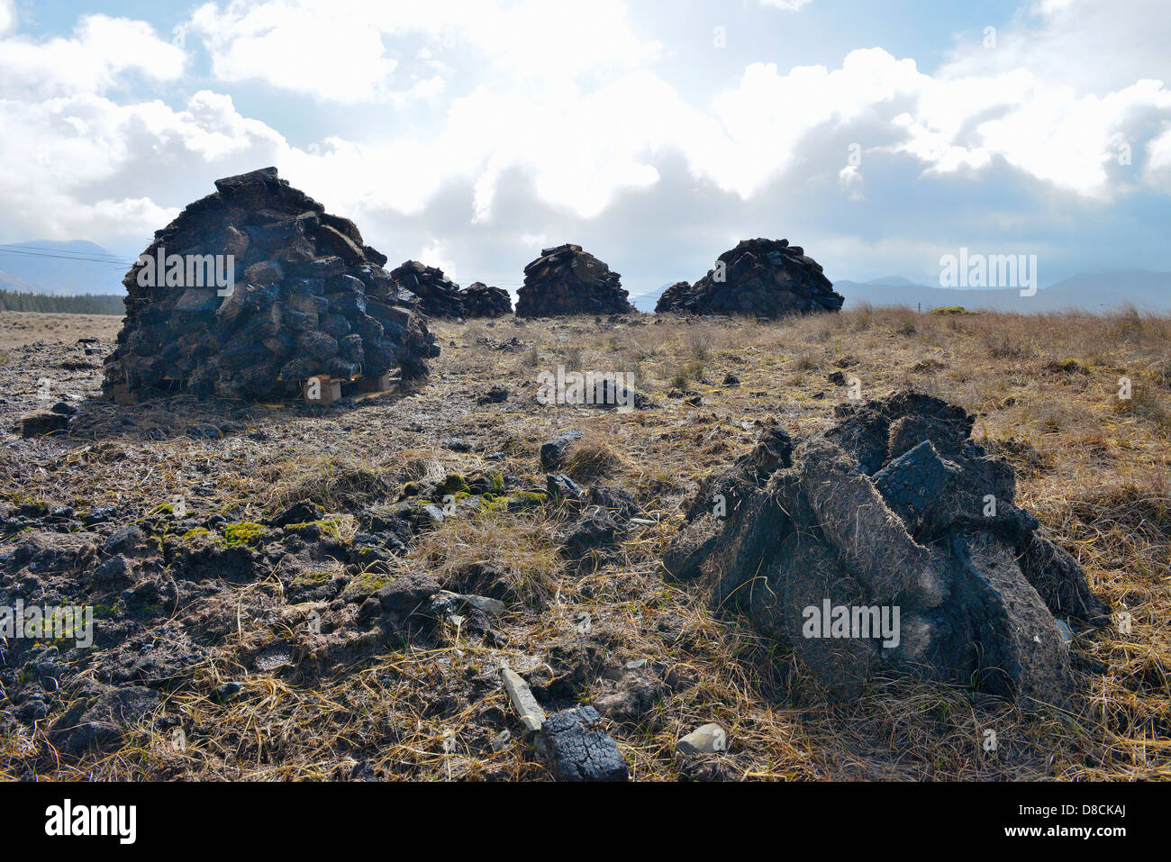 Irish Bog Sphagnum moss releases compounds that preserve human tissue, As the moss decays, it becomes peat which can be burned. Stock Photo