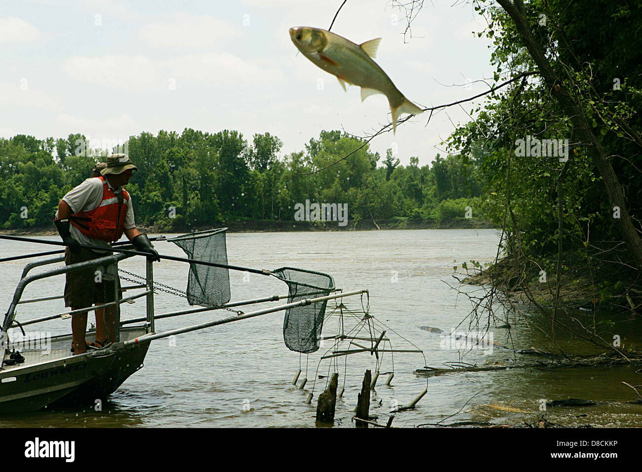 Fish jumps out of water to escape Stock Photo Alamy
