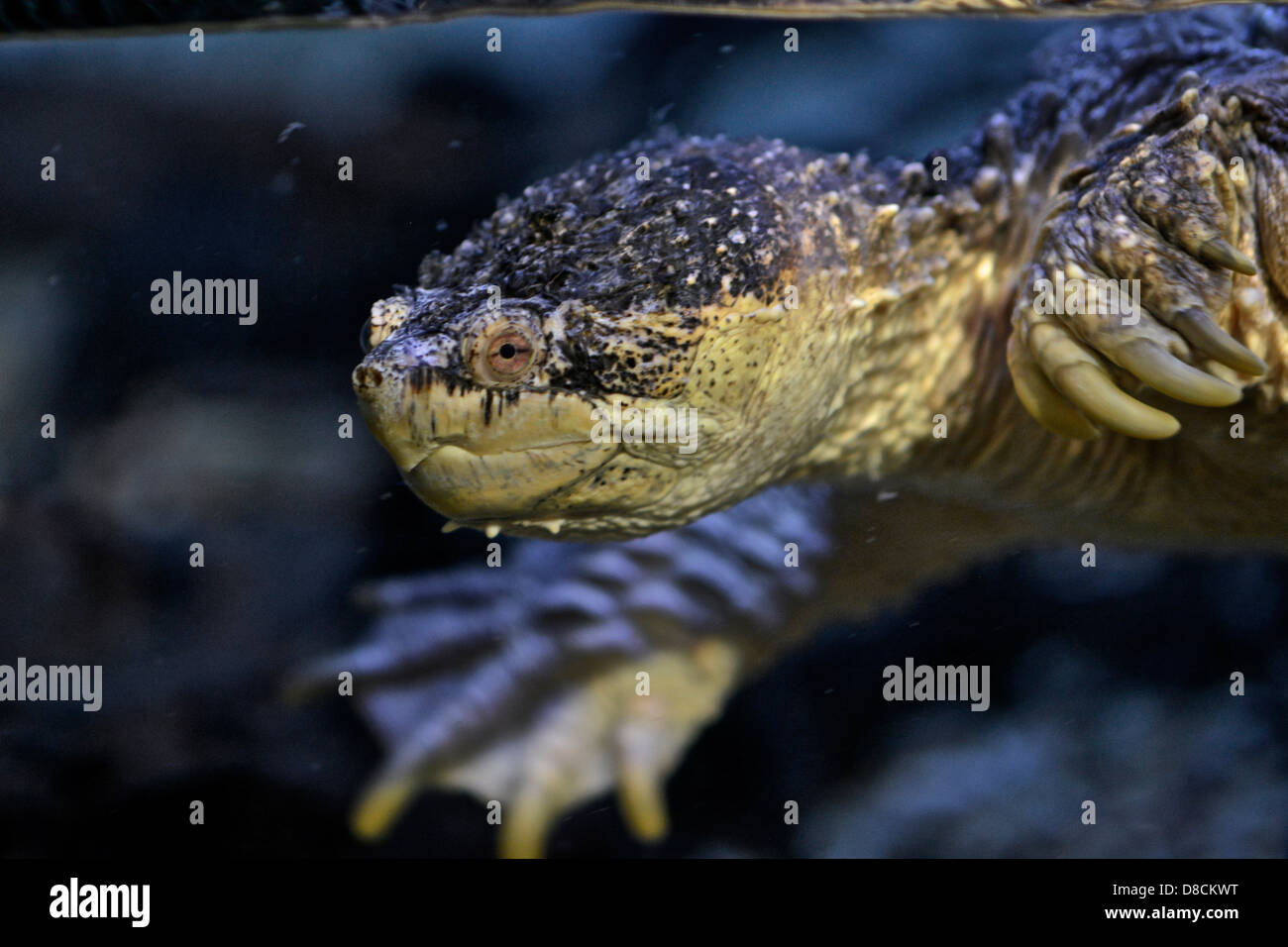 Common snapping turtle ( Chelydra serpintina ) Stock Photo