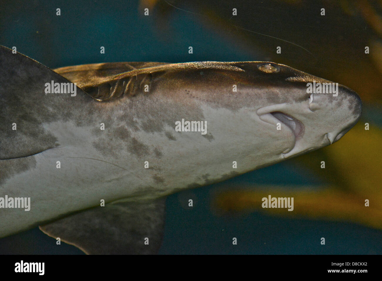 Leopard Shark ( Triakis semifasciatus ) Stock Photo