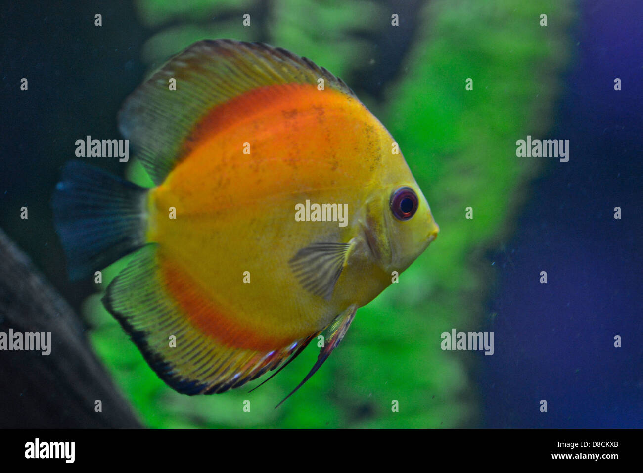 Discus Fish( Symphysodon aequifasciatus ). South America Cyclid Stock Photo
