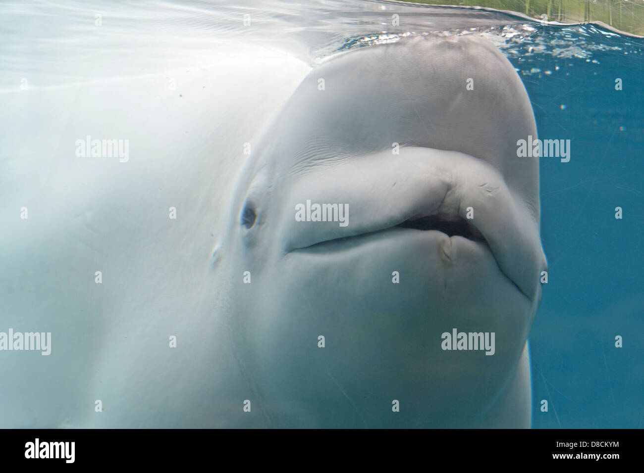 Beluga ( Delphinapterus leucas ) Stock Photo