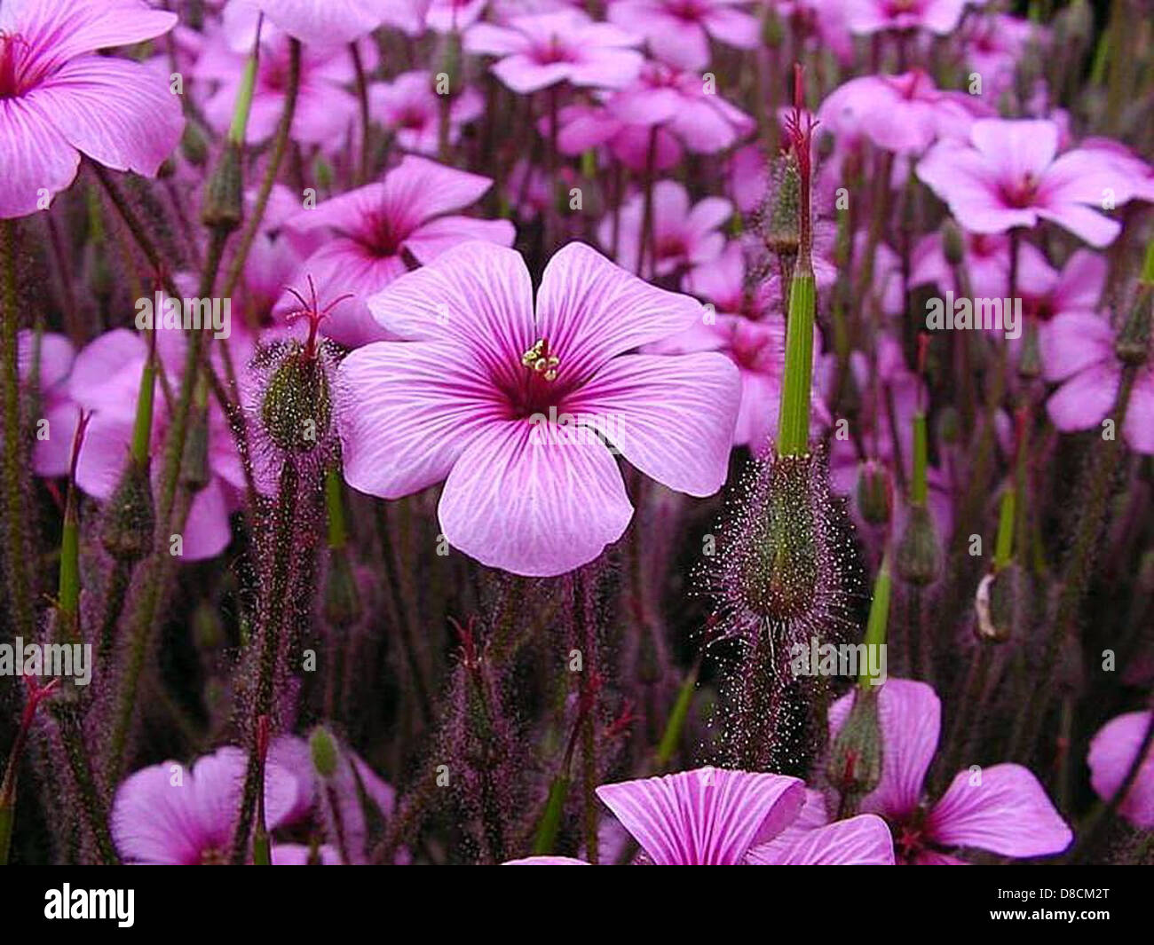 Striking purple appearance hi-res stock photography and images - Alamy