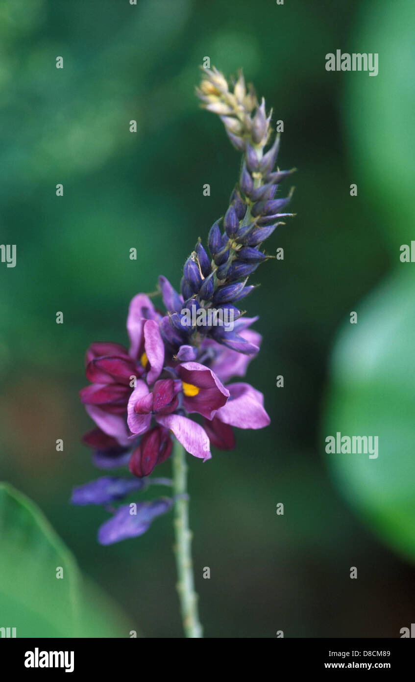 A close-up image of a flowering plant, showcasing the bloom at its peak ...