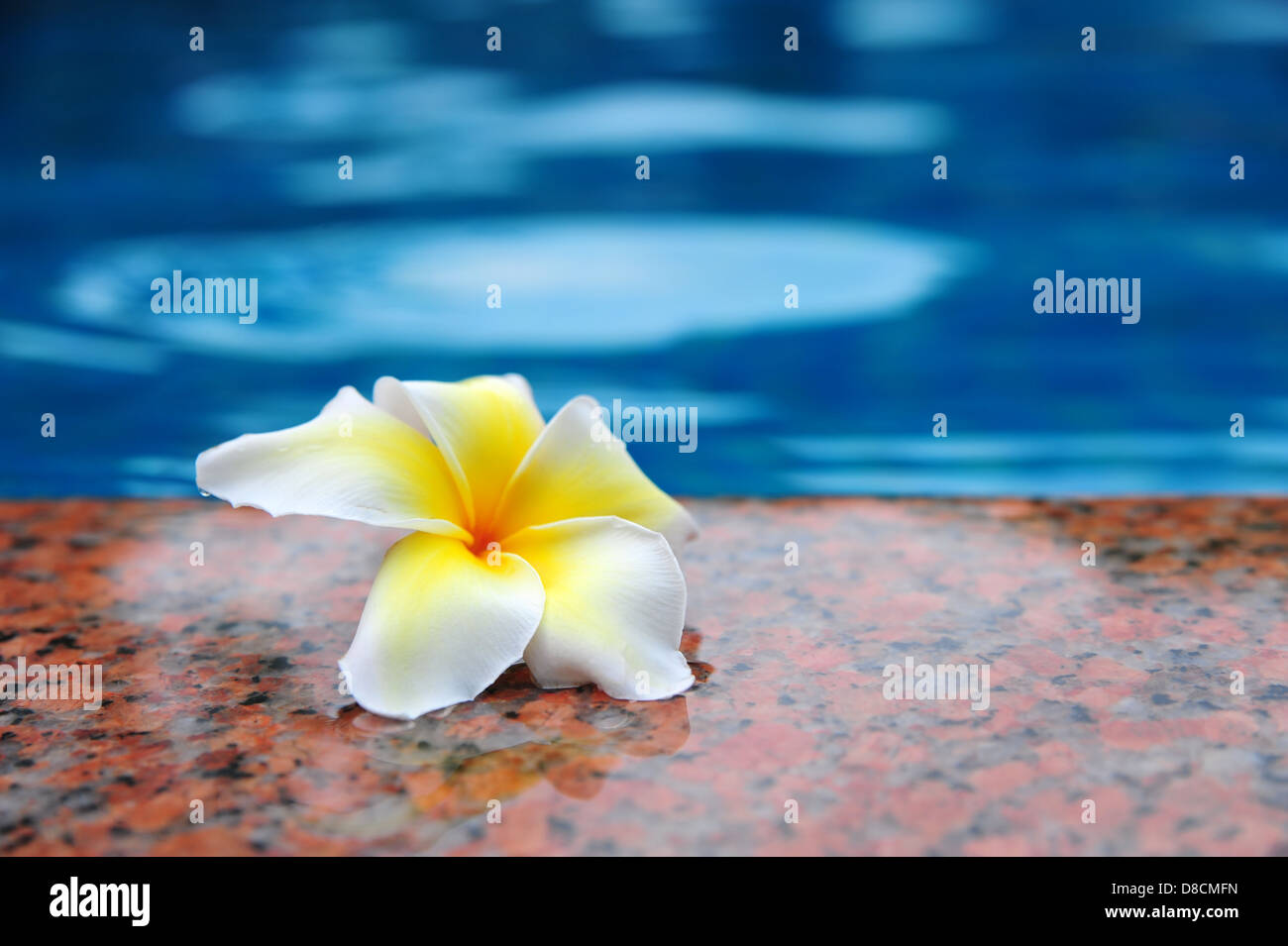 Frangipani flowers on the poolside Stock Photo