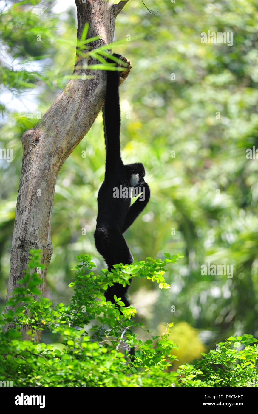 Gibbon on the tree Stock Photo