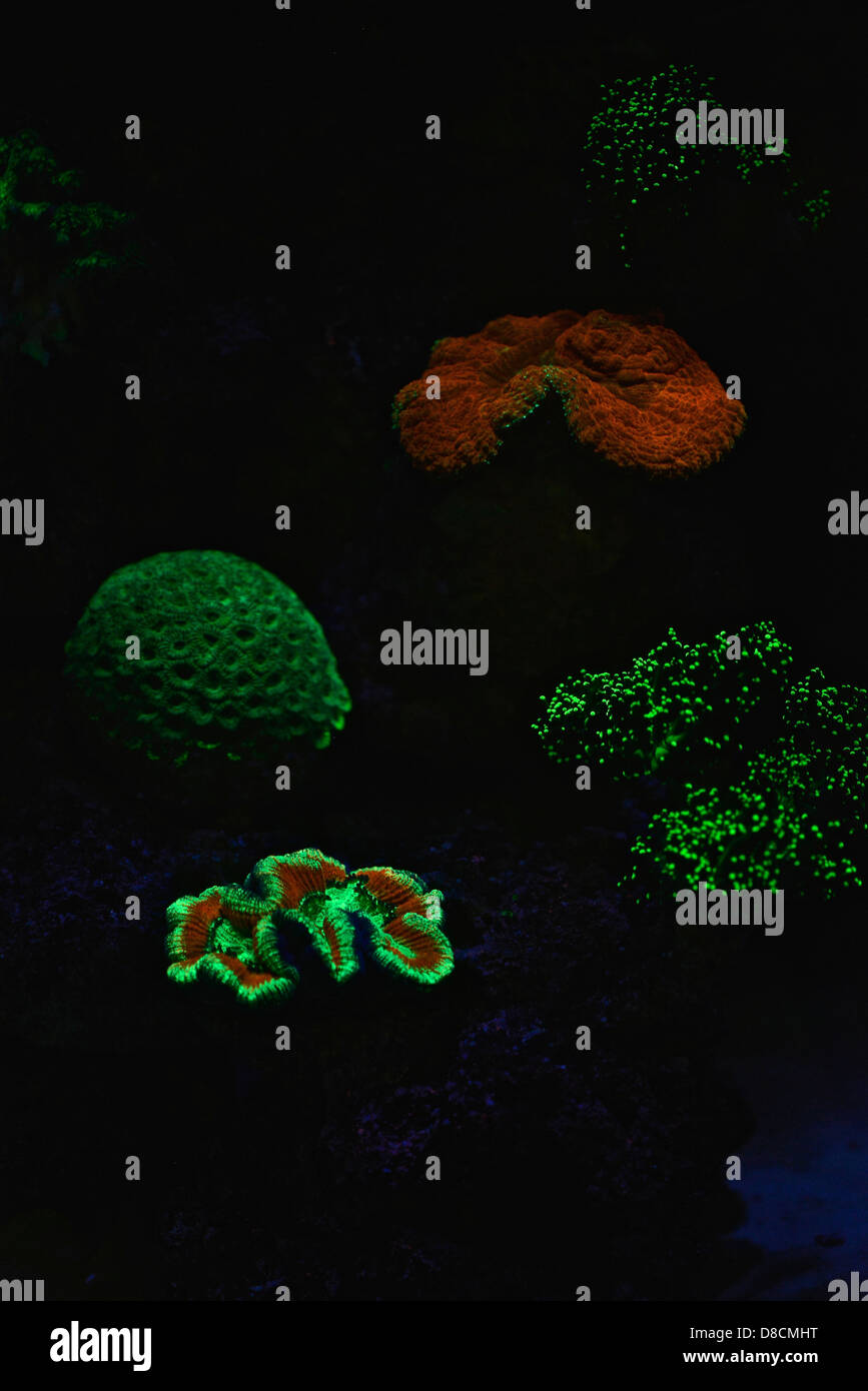 Fluorescent Coral. Many corals are intensely fluorescent under certain light wavelengths. Stock Photo