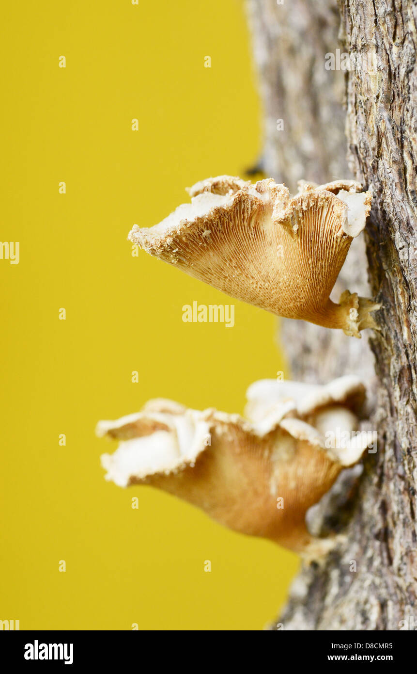 Mushrooms on tree Stock Photo