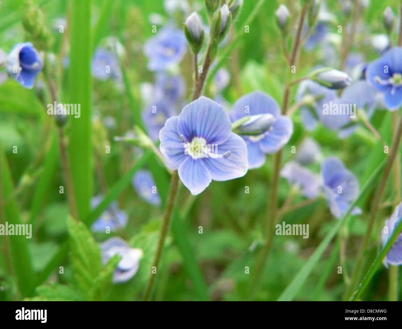 The Germander Speedwell (Veronica chamaedrys) is a small wildflower ...