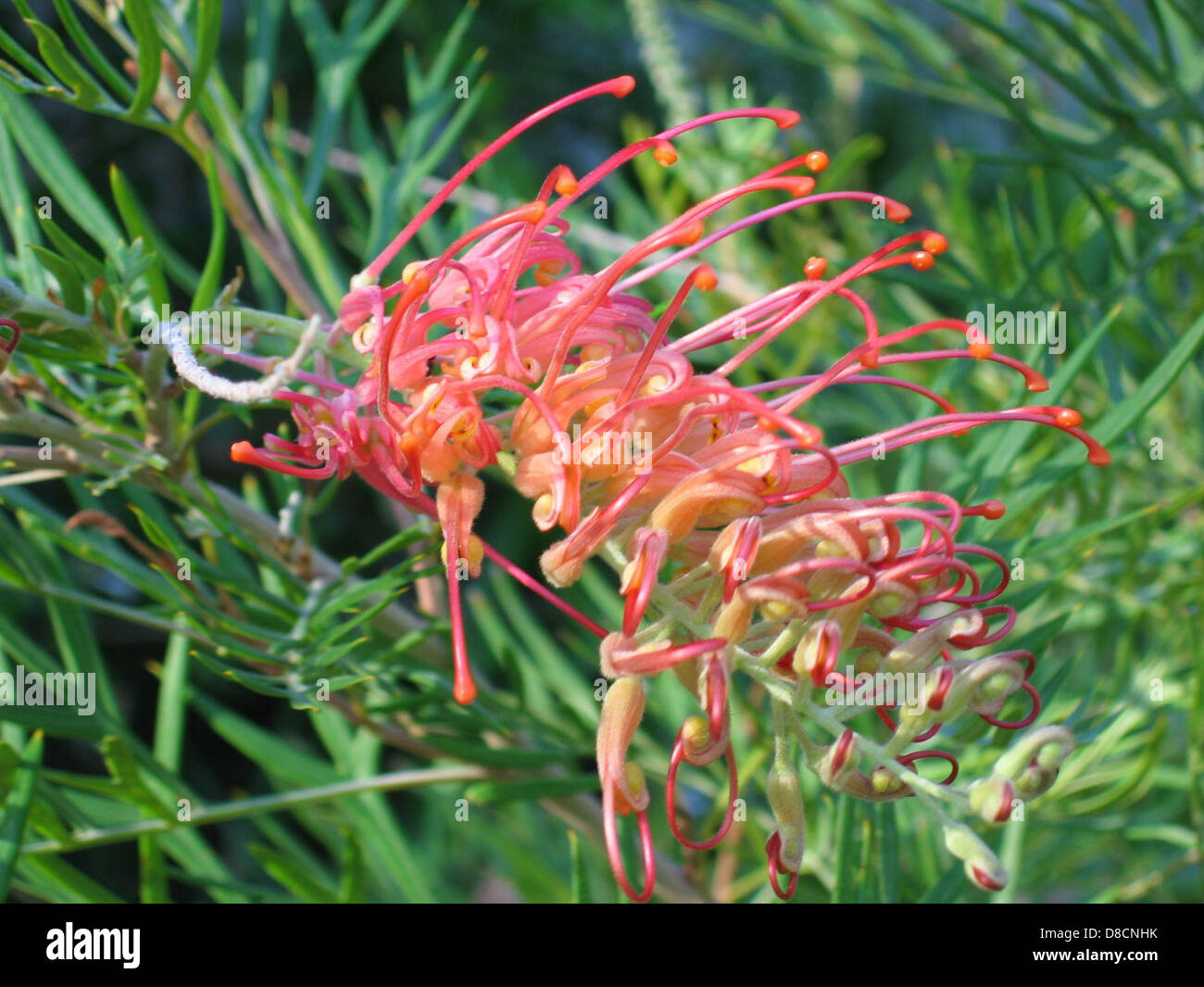 Australian native plant hi-res stock photography and images - Alamy