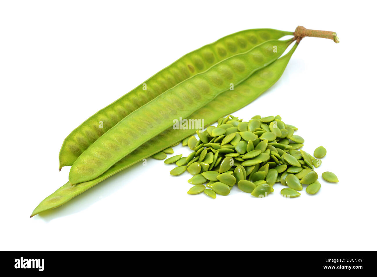 Acacia seeds Cut Out Stock Images & Pictures Alamy