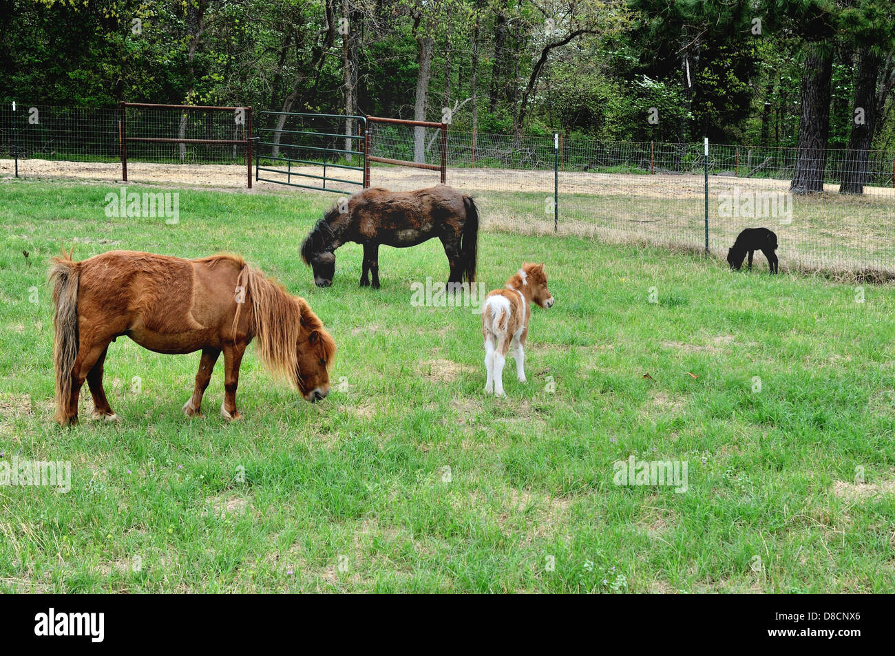 Miniature horses on a ranch in Dallas, Texas, USA Stock Photo Alamy