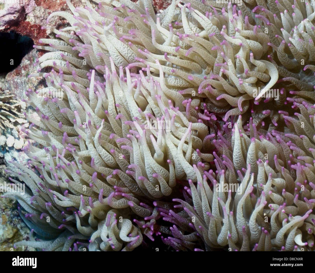 Heteractis malu a delicate sea anemone waves its long purple tipped tentacle. Stock Photo