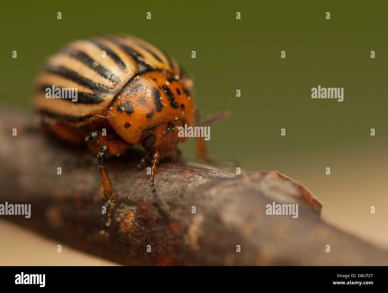 Tree Rootworm Rootworm beetle hi-res stock photography and images - Alamy