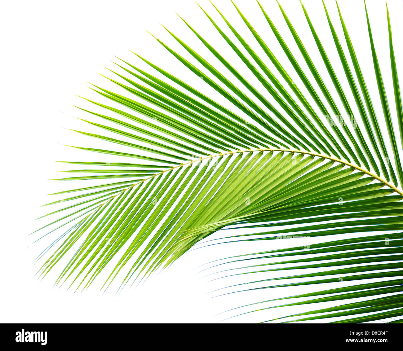 Palm leaf Stock Photo