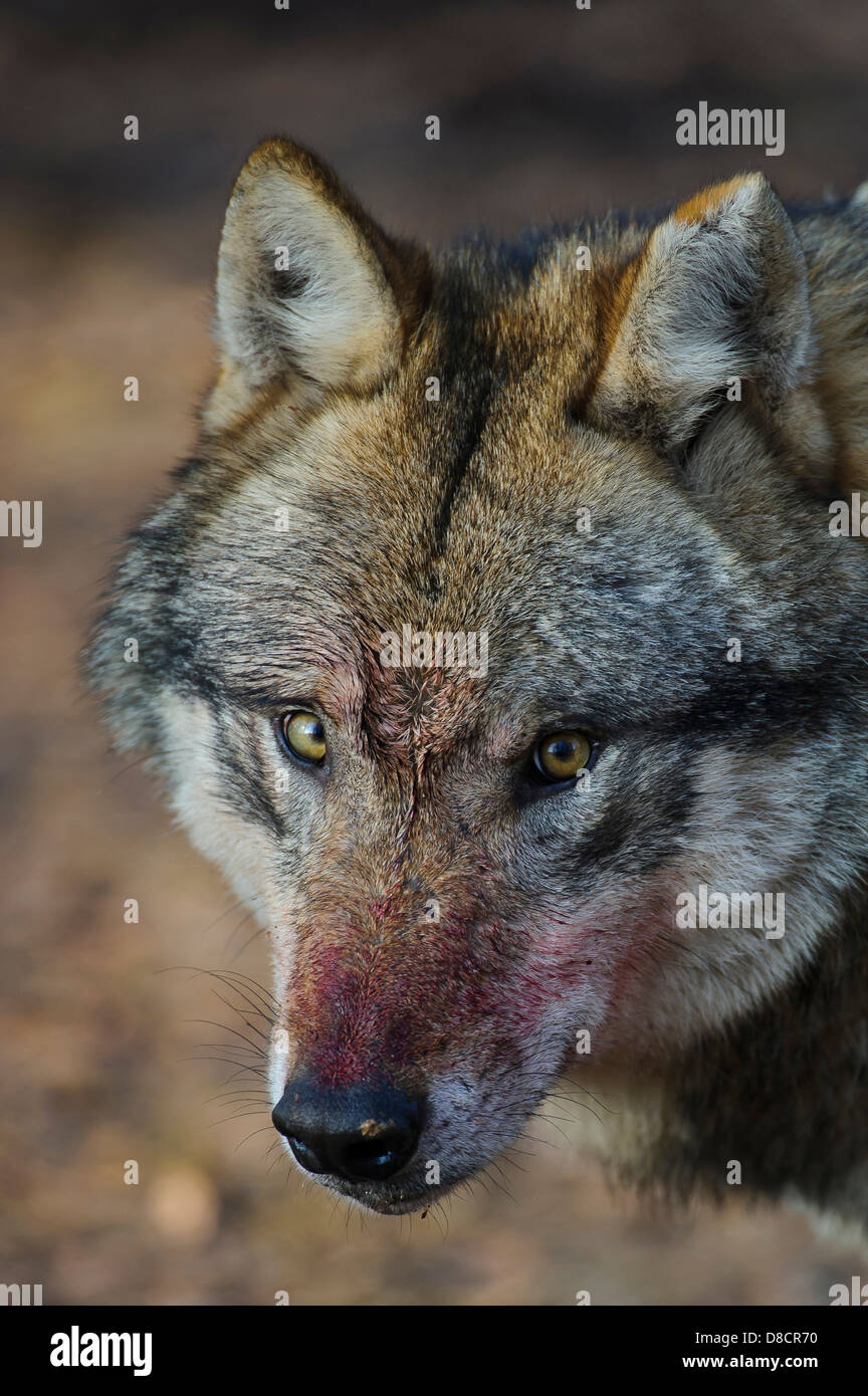 gray wolf, canis lupus Stock Photo - Alamy