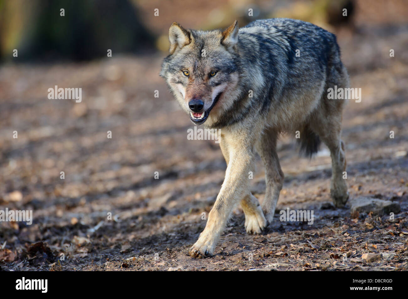 gray wolf, canis lupus Stock Photo