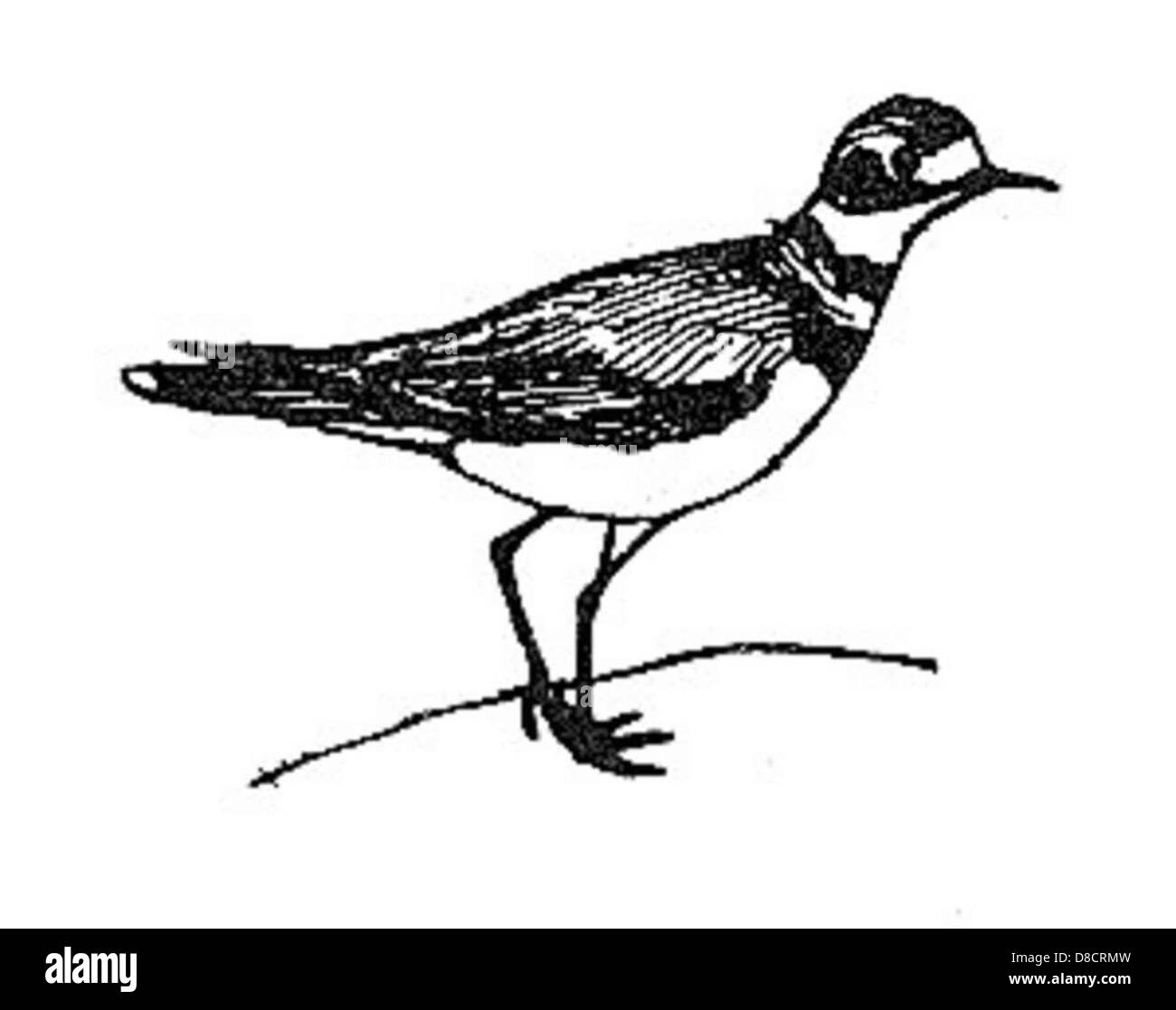 Killdeer bird line art drawing charadrius vociferus. Stock Photo