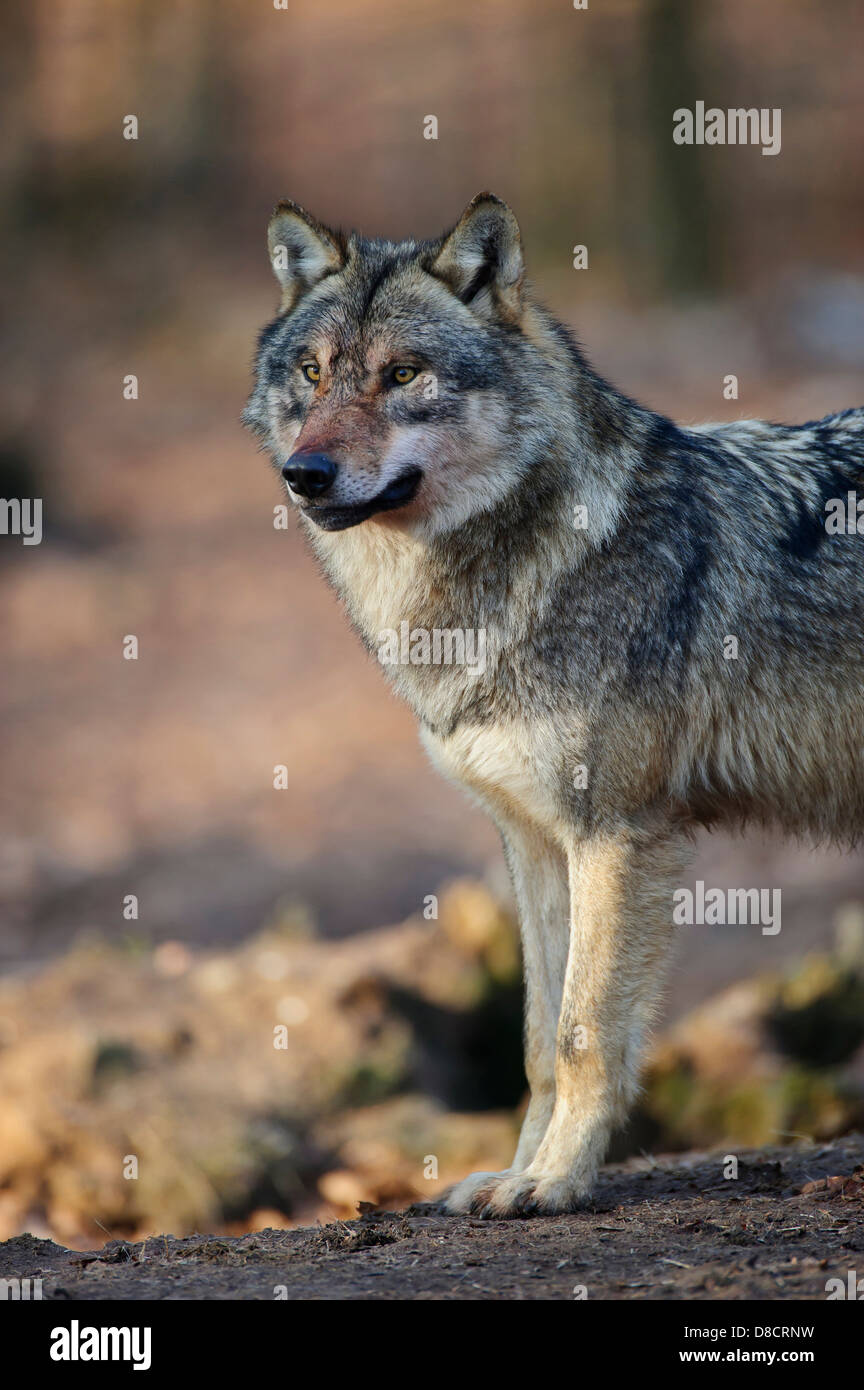 Eurasian Wolf (Canis lupus lupus) attentive on a clearing in winter, Forest  Carpathians, facing camera, Forest Carpathians Stock Photo - Alamy