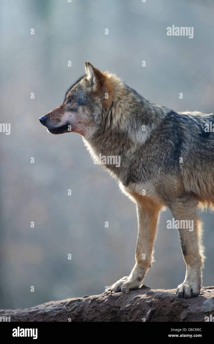 gray wolf, canis lupus Stock Photo