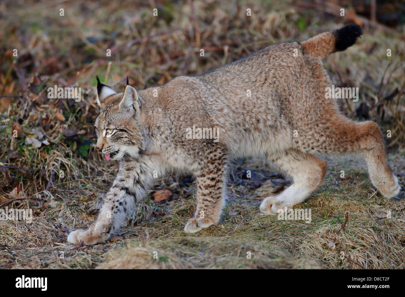 eurasian lynx, lynx lynx, juvenile Stock Photo
