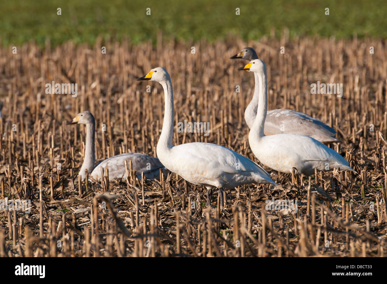 whooper swans, cygnus cygnus Stock Photo