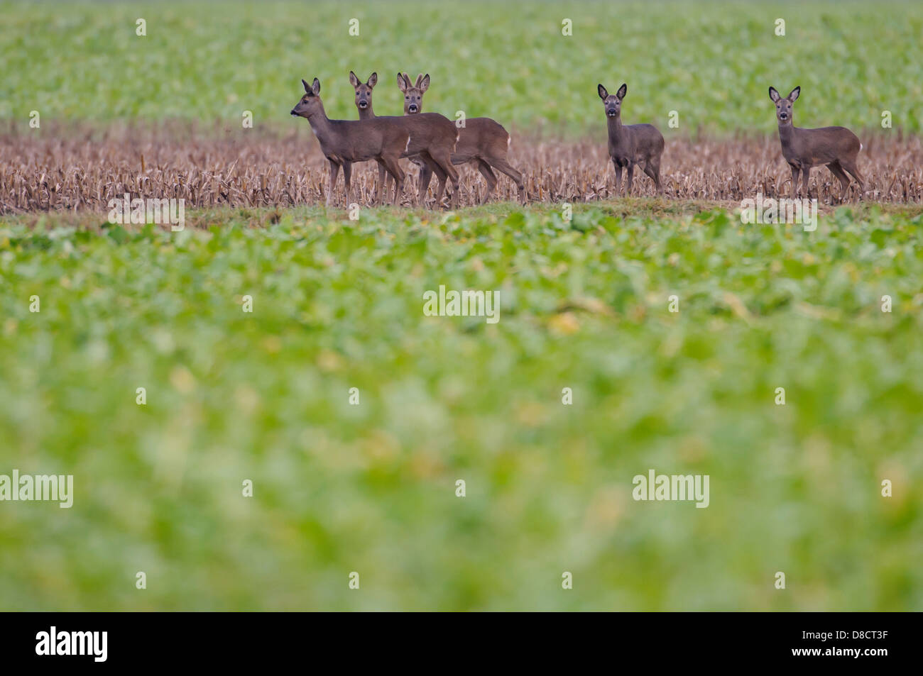 Roe deer capreolus group hi-res stock photography and images - Alamy