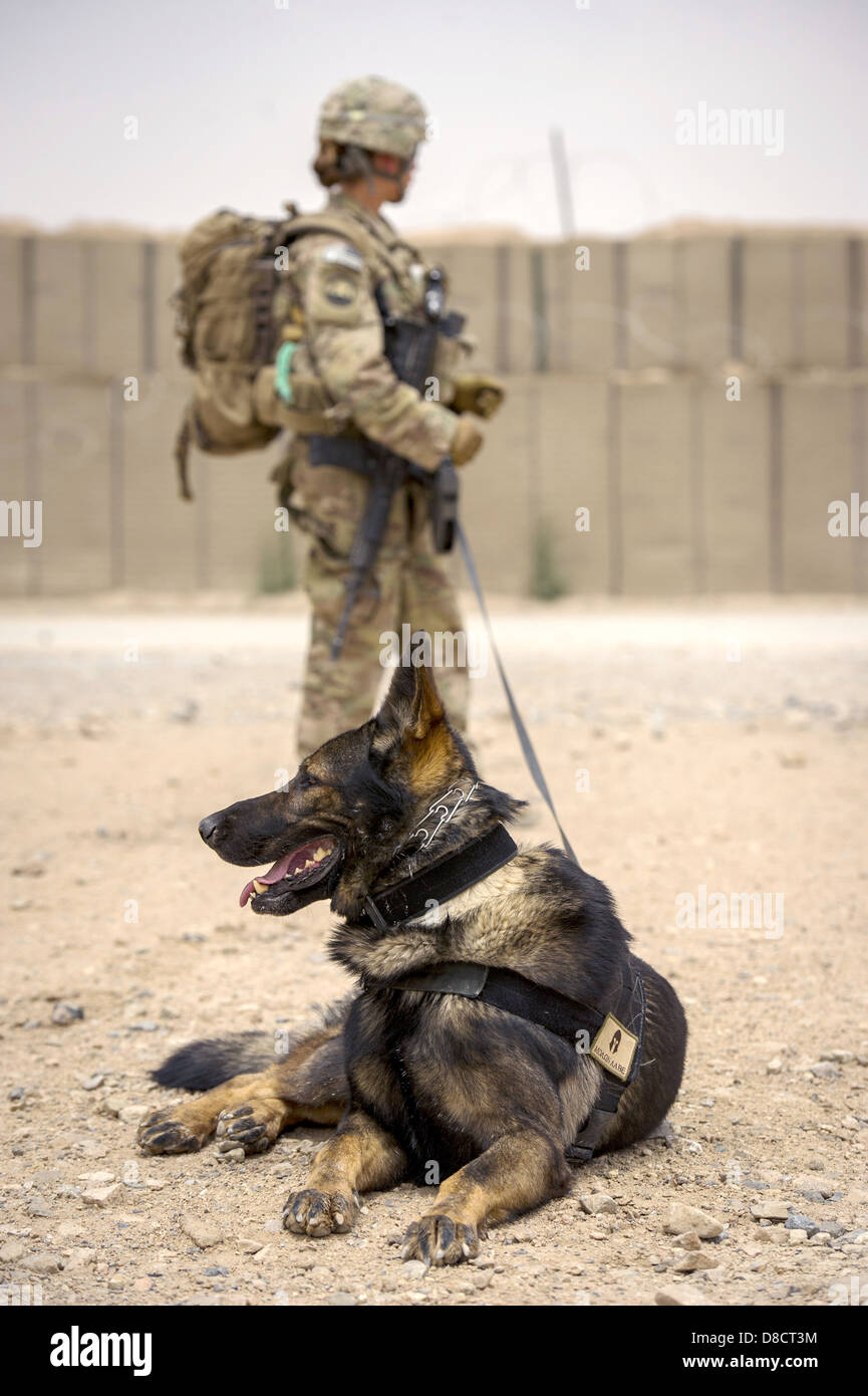 US Air Force Staff Sgt. Jessie Johnson, a military working dog handler with the 3rd Infantry Division and her dog, Chrach during explosives detection training at Forward Operating Base Pasab April 24, 2013 in Kandahar province, Afghanistan. Stock Photo