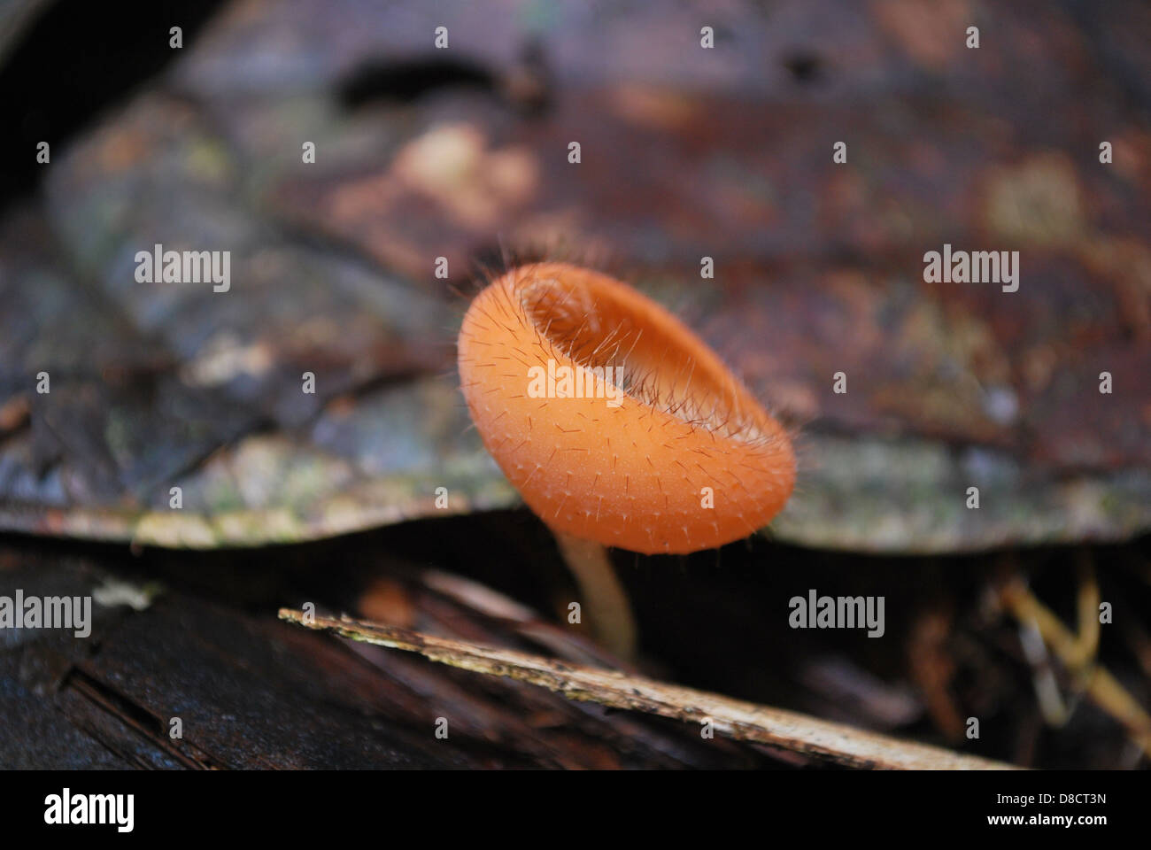 tiny mushroom peeping through leaf litter on jungle floor Stock Photo
