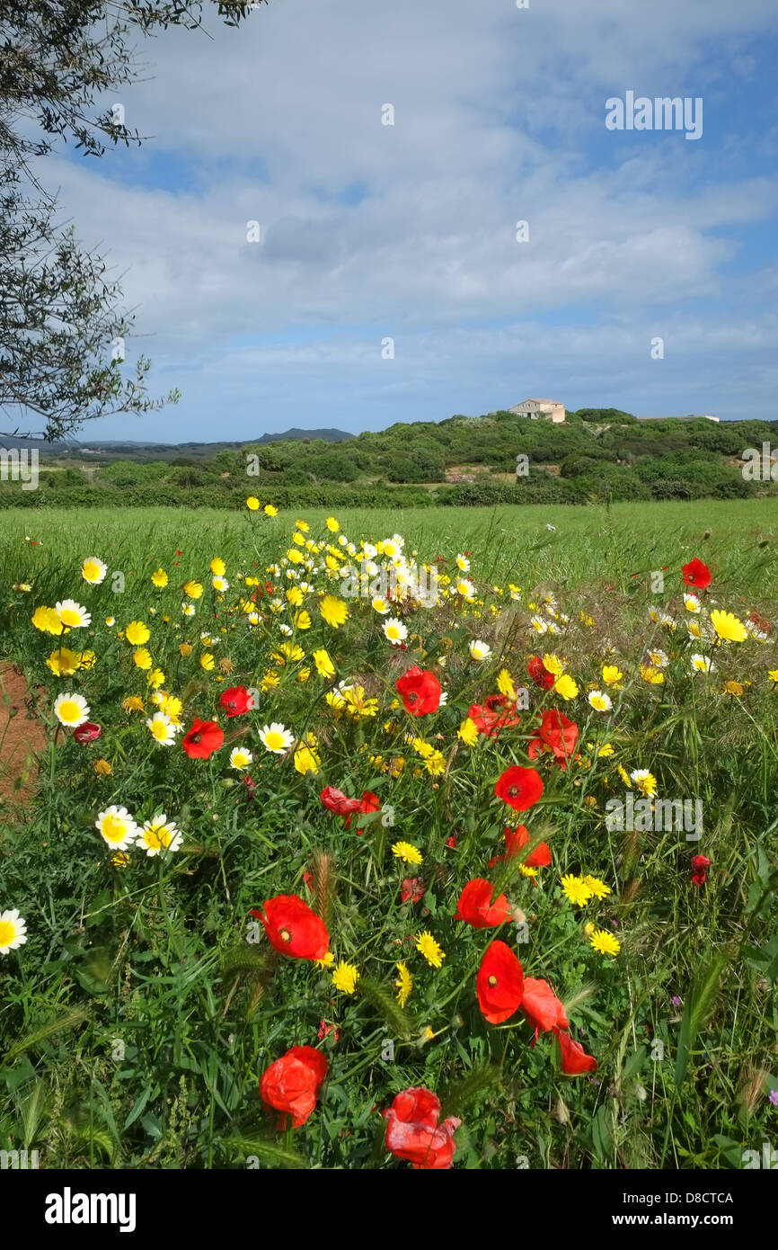 Red poppies, oxeye daisies and other wildflowers in a meadow in Menorca in spring Stock Photo