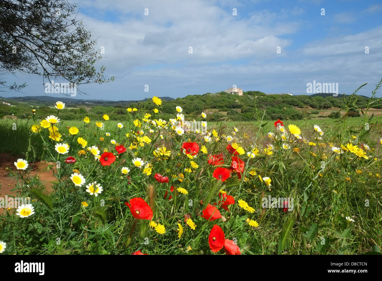 Poppies and flowers in a meadow in Menorca in spring Stock Photo