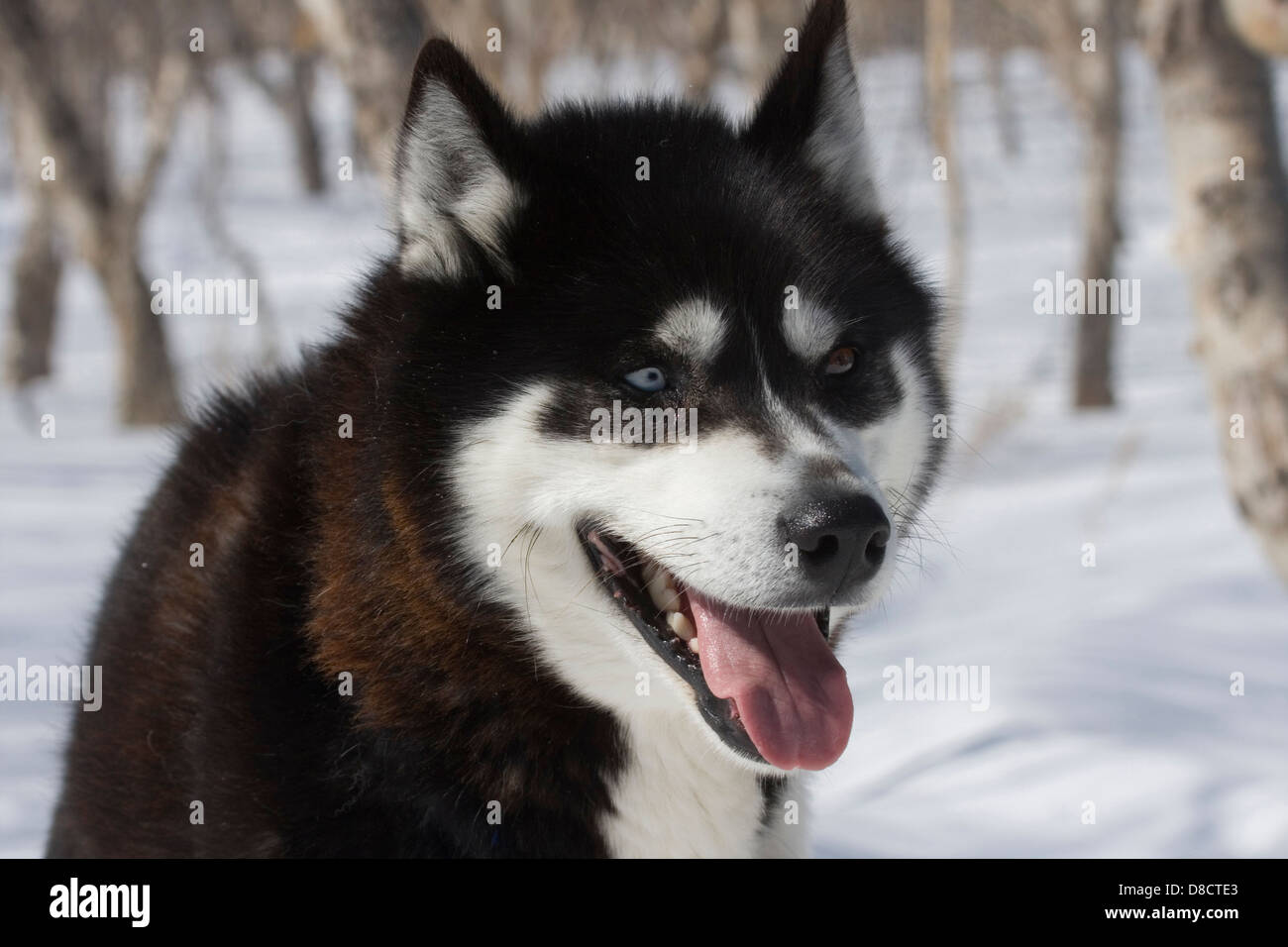 Are Siberian Huskies From Siberia