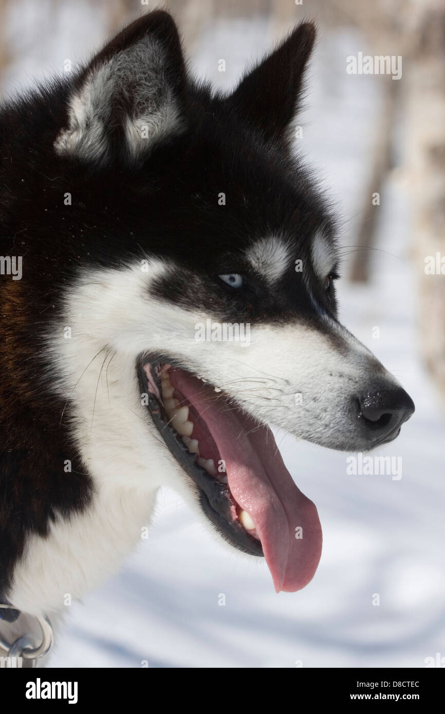 Siberian Husky in the snow, Petropavlovsk, Kamchatka, Siberia, Russia. Stock Photo
