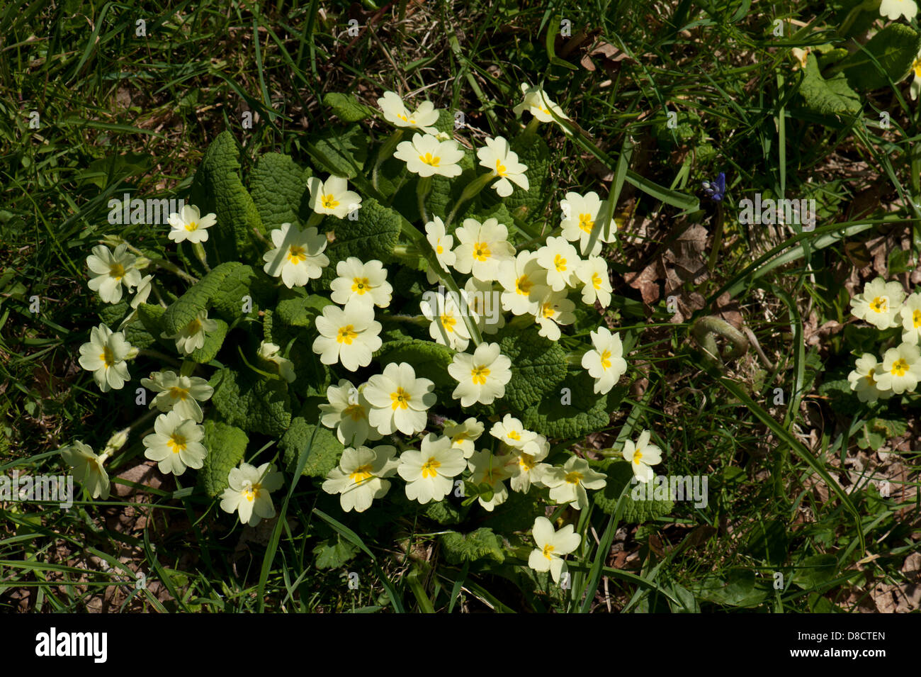 Pin primrose flower hi-res stock photography and images - Alamy