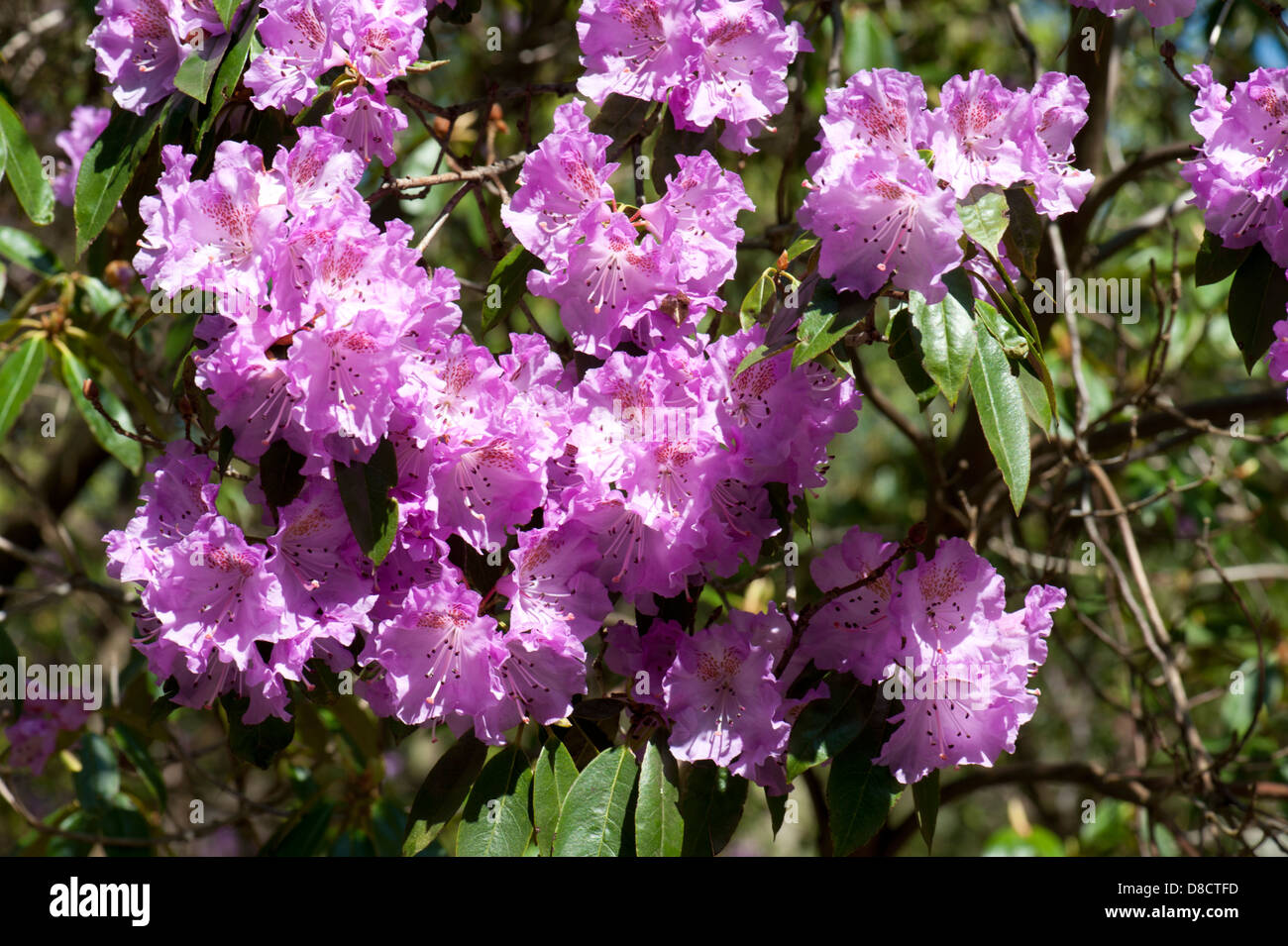 Specimen Rhododendron cultivar growing in a garden, West Sussex, UK. April. Stock Photo