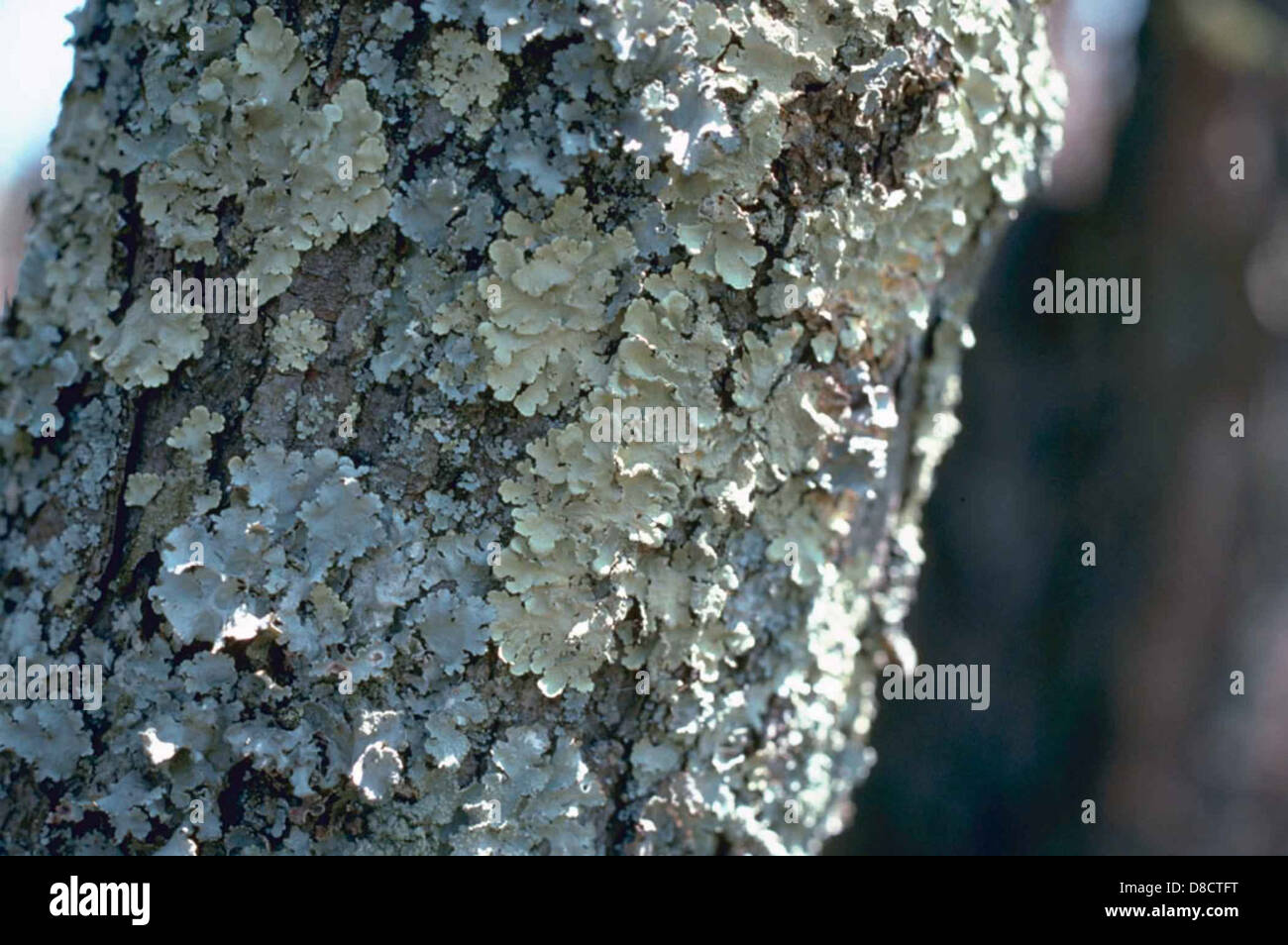 Lichens growing on the bark of a tree, clearly visible on the tree's ...