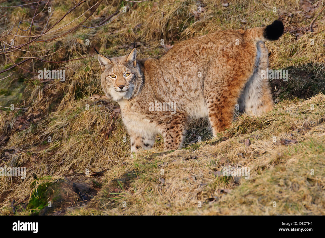 eurasian lynx, lynx lynx, juvenile Stock Photo - Alamy