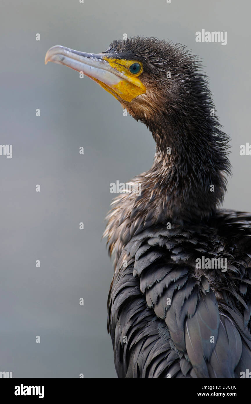 great cormorant, phalacrocorax carbo, rügen, mecklenburg-vorpommern, germany Stock Photo