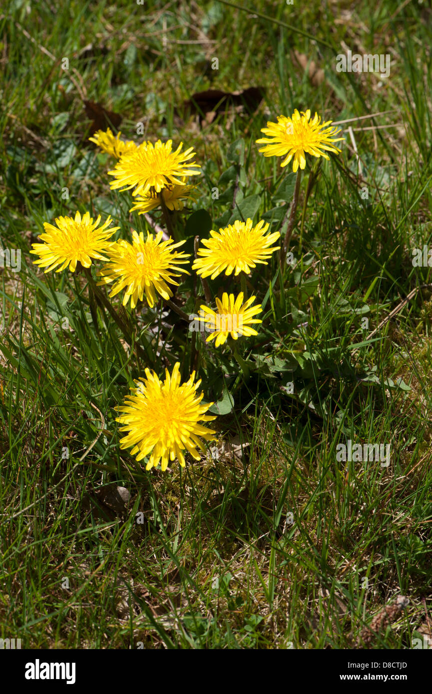 Dandelion, Taraxacum officinale agg. growing in a meadow in Surrey, UK. April. Stock Photo
