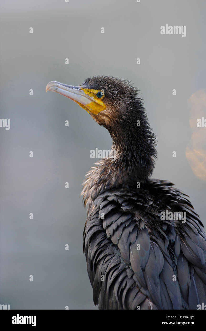 great cormorant, phalacrocorax carbo, rügen, mecklenburg-vorpommern, germany Stock Photo
