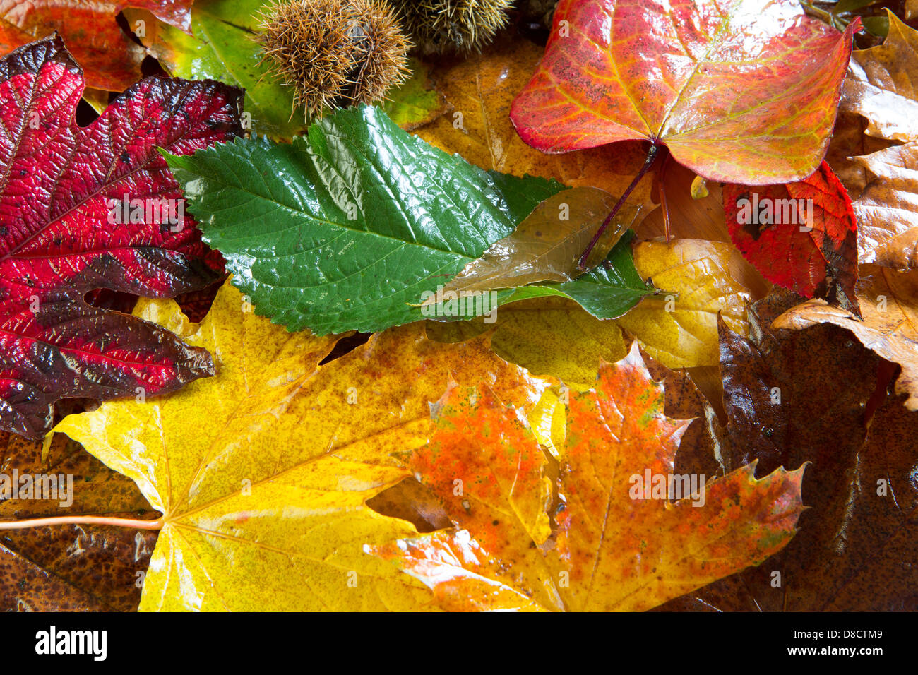 Golden Autumn Leaves vibrant Stock Photo - Alamy