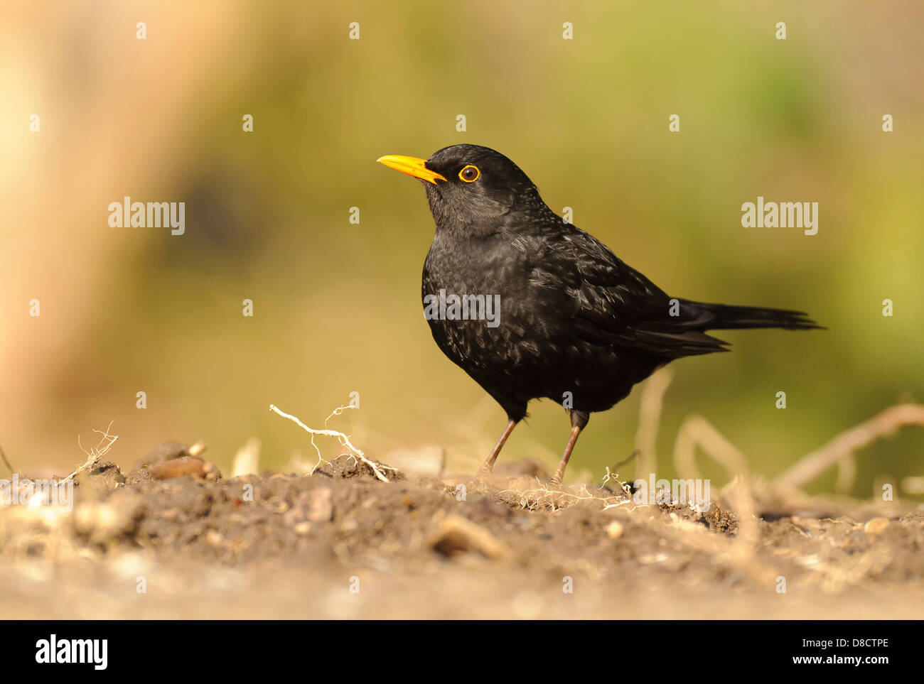 common blackbird, turdus merula Stock Photo