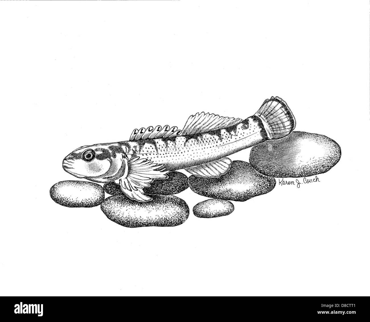 Line drawing of duskytail etheostoma percnurum. Stock Photo