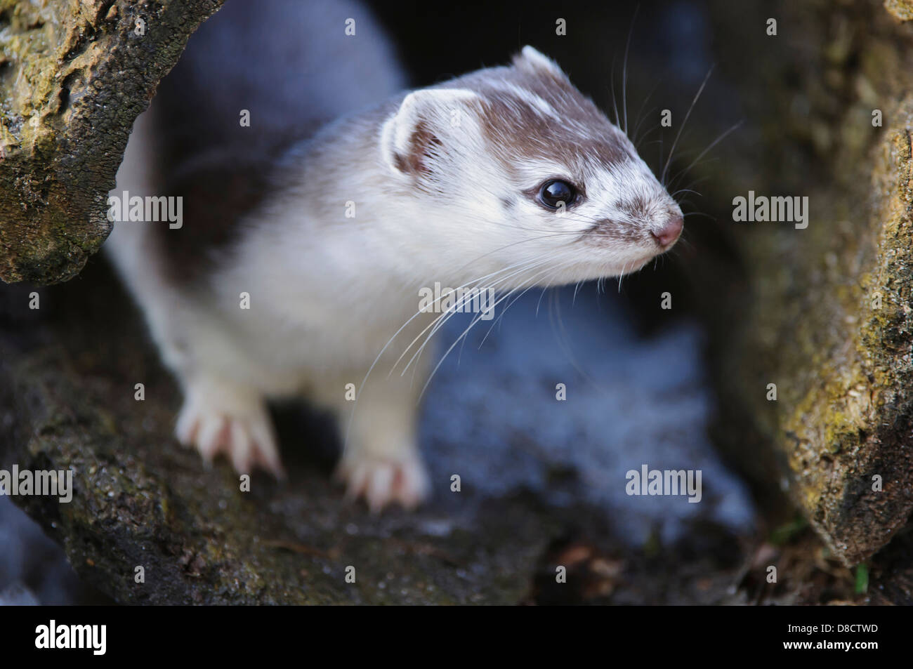 stoat in winter fur, mustela erminea, vechta, niedersachsen, germany Stock Photo