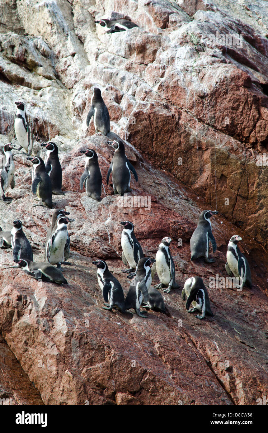 Paracas National Reserve.The Humboldt Penguin (Spheniscus humboldti) in the  Ballestas islands. Peru Stock Photo - Alamy