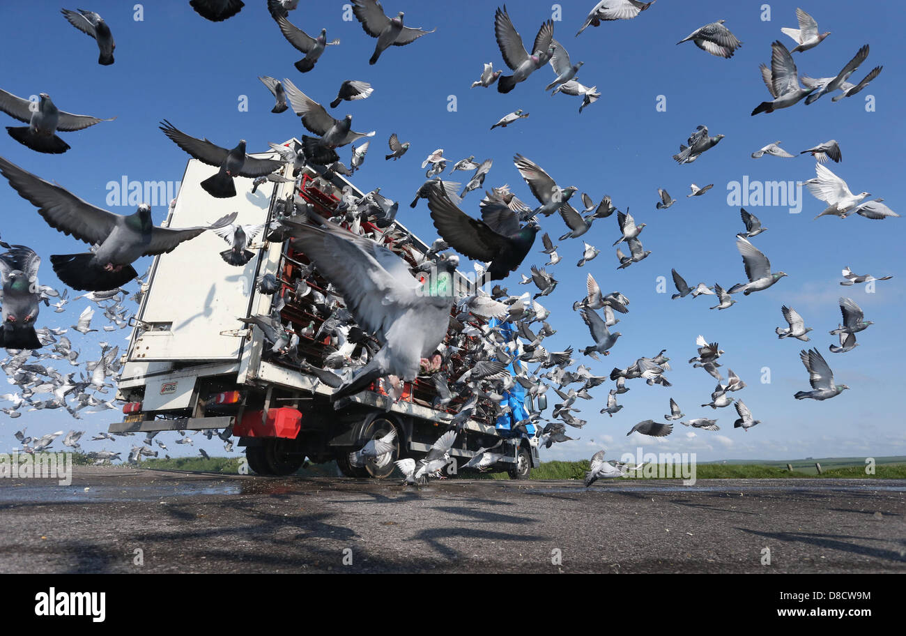 Racing Pigeons are liberated at the start of a race. Picture by James