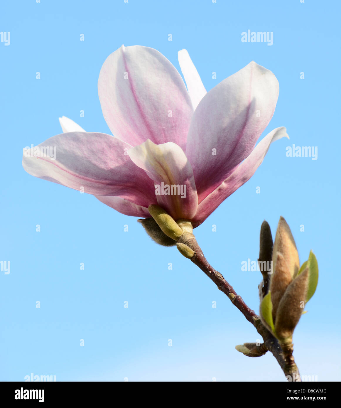 Pink blossom of a magnolia tree Stock Photo - Alamy