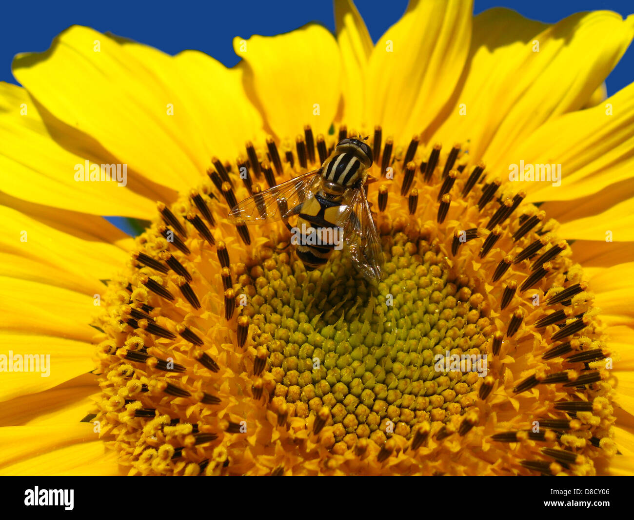 The yellow fly on a yellow sunflower on the sky background Stock Photo