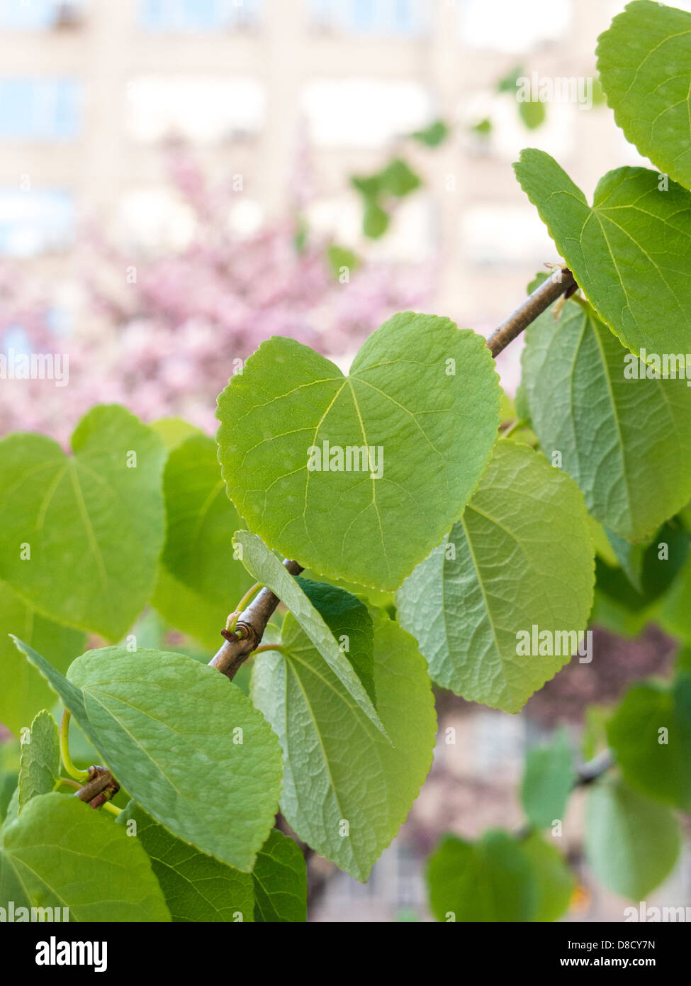 Linden Tree in Springtime with Pink Cherry Blossoms in Background, NYC Stock Photo