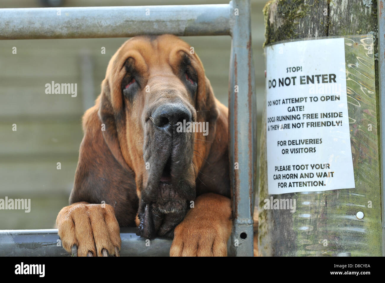 guard dog bloodhound Stock Photo - Alamy